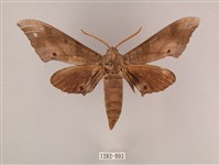 栗六點天蛾藏品圖，第1張