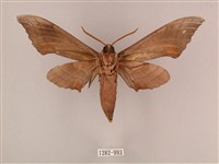 栗六點天蛾藏品圖，第2張