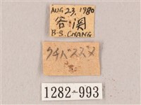 栗六點天蛾藏品圖，第3張