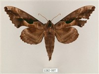 盾天蛾藏品圖，第1張