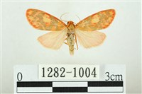 三色豔苔蛾藏品圖，第1張