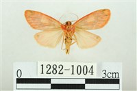 三色豔苔蛾藏品圖，第2張