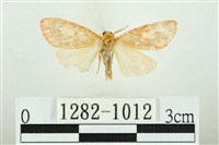 三色豔苔蛾藏品圖，第1張