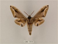 白點天蛾 藏品圖，第2張