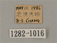 白點天蛾 藏品圖，第3張