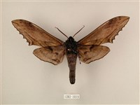 臺灣鋸翅天蛾藏品圖，第2張