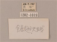 臺灣鋸翅天蛾藏品圖，第3張