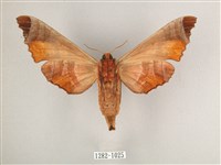 黑角六點天蛾藏品圖，第2張