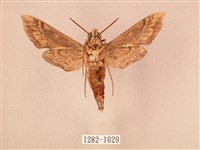 斜線天蛾藏品圖，第2張