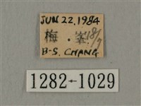 斜線天蛾藏品圖，第3張