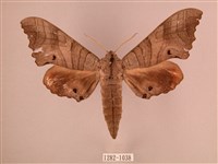 椴六點天蛾藏品圖，第1張