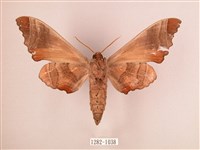 椴六點天蛾藏品圖，第2張