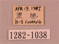 椴六點天蛾藏品圖，第3張