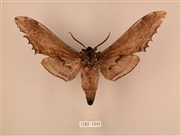 臺灣鋸翅天蛾藏品圖，第2張