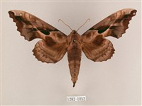 盾天蛾藏品圖，第1張