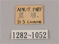 盾天蛾藏品圖，第3張