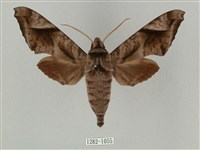 全緣缺角天蛾藏品圖，第1張