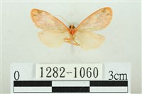 三色豔苔蛾藏品圖，第2張