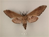 臺灣鋸翅天蛾藏品圖，第2張