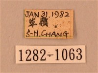 臺灣鋸翅天蛾藏品圖，第3張