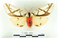 乳白斑燈蛾藏品圖，第1張