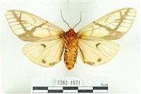 乳白斑燈蛾藏品圖，第2張