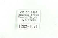 乳白斑燈蛾藏品圖，第3張