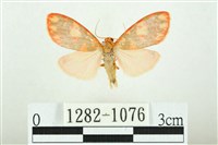 三色豔苔蛾藏品圖，第1張