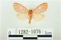 三色豔苔蛾藏品圖，第2張