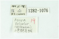 三色豔苔蛾藏品圖，第3張