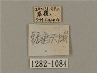 臺灣鋸翅天蛾藏品圖，第3張