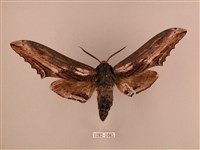 臺灣鋸翅天蛾藏品圖，第1張