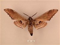 臺灣鋸翅天蛾藏品圖，第2張