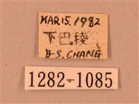 臺灣鋸翅天蛾藏品圖，第3張