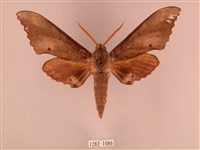 栗六點天蛾藏品圖，第1張