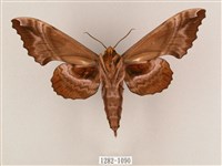 盾天蛾藏品圖，第2張