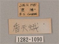 盾天蛾藏品圖，第3張