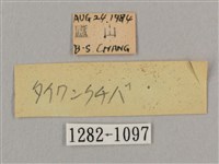 黑角六點天蛾藏品圖，第3張