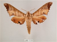 黑角六點天蛾藏品圖，第1張