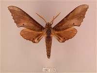 栗六點天蛾藏品圖，第1張