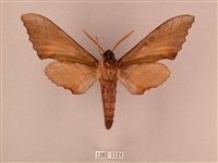 栗六點天蛾藏品圖，第2張