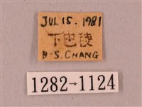 栗六點天蛾藏品圖，第3張