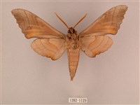 栗六點天蛾藏品圖，第2張