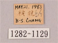 栗六點天蛾藏品圖，第3張