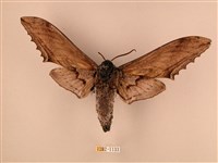 臺灣鋸翅天蛾藏品圖，第2張