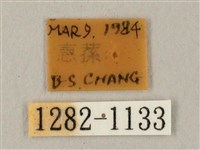 臺灣鋸翅天蛾藏品圖，第3張