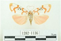 臺雪苔蛾藏品圖，第1張