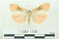 臺雪苔蛾藏品圖，第2張