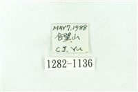 臺雪苔蛾藏品圖，第3張