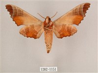 黑角六點天蛾藏品圖，第2張